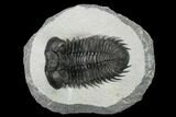 Coltraneia Trilobite Fossil - Huge Faceted Eyes #153976-2